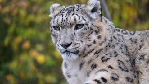Close up of snow leopard in autumn Stock Footage 256932702