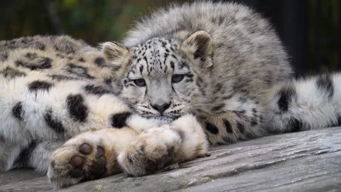 Close up of snow leopard in autumn Stock Footage 256932774