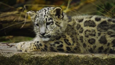 Close up of snow leopard baby  Stock Footage 257257162