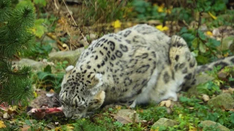 Close up of a snow leopard eating Stock Footage 258083496
