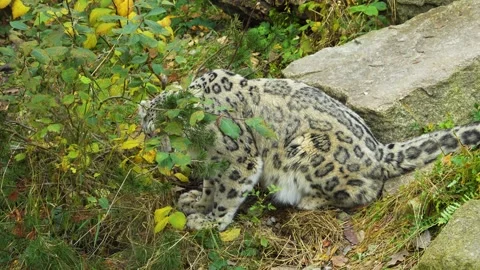 Close up of a snow leopard eating Stock Footage 258083703