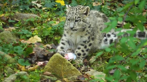 Close up of a snow leopard eating Stock Footage 258084668