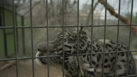 Close up snow leopard by fence Stock Footage 111285683
