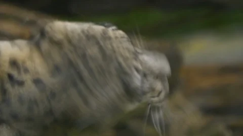 Close up of snow leopard Video stock 117129596