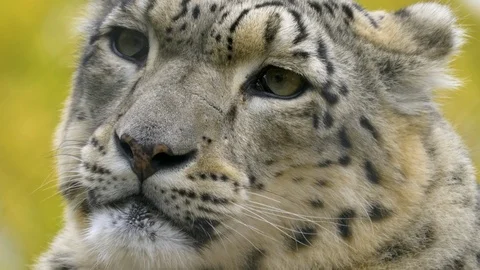 Close up of snow leopard Video stock 117130241