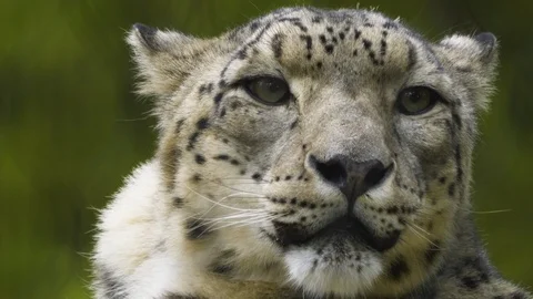 Close up of snow leopard Stock Footage 117131571