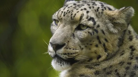 Close up of snow leopard Stock Footage 117132437