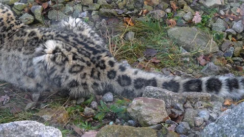 Close up of snow leopard Video stock 121892665