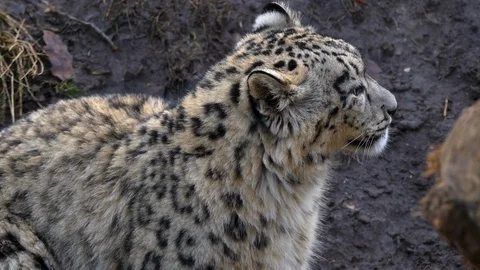 Close up of snow leopard Stock Footage 121893100