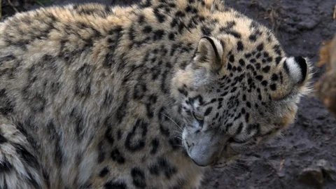 Close up of snow leopard Stock Footage 121893187