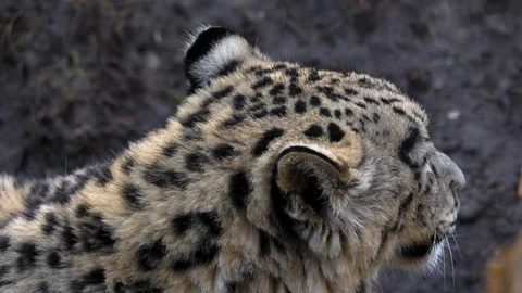 Close up of snow leopard Stock Footage 121909220
