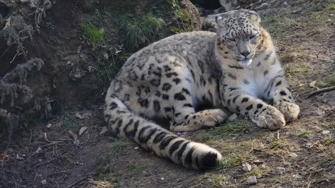 Close up of snow leopard Video stock 124293576