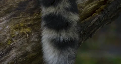Close up of Snow leopard  Video stock 135349540
