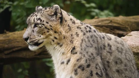  Close up of snow leopard Stock Footage 224443007