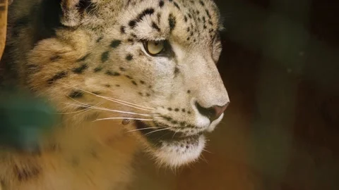 Close up of snow leopard  Stock Footage 238888269