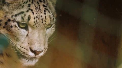 Close up of a snow leopard Stock Footage 238951872