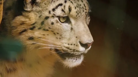 Close up of a snow leopard Stock Footage 238988894