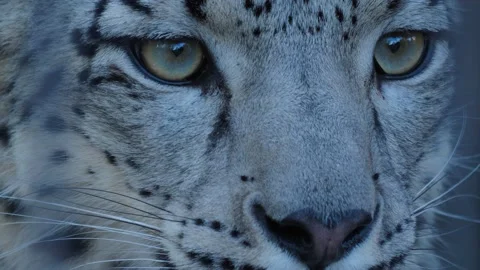 Close up of a snow leopard Stock Footage 239790872