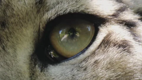 Close up of a Snow leopard Stock Footage 244341895