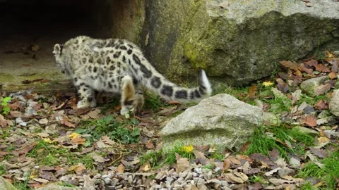 Close up of a snow leopard  Stock Footage 258083618