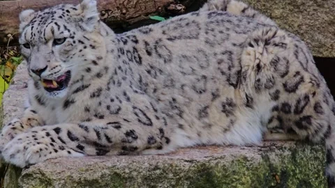 Close up of a snow leopard  Stock Footage 266886085