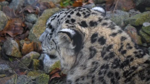 Close up of snow leopard head Stock Footage 121892826