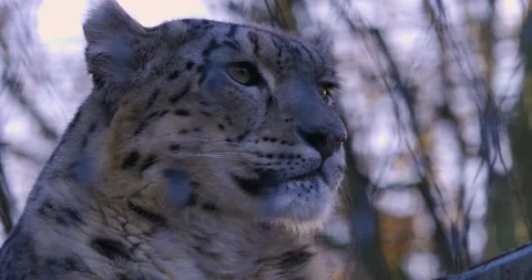 Close up of Snow leopard head Stock Footage 134913895