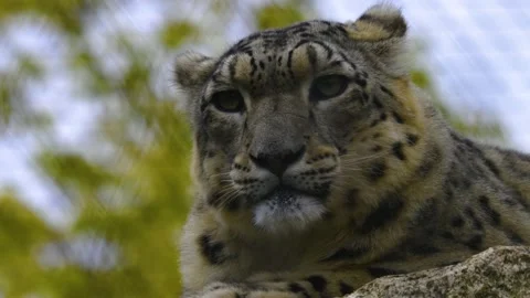 Close up of snow leopard head Stock Footage 140895926
