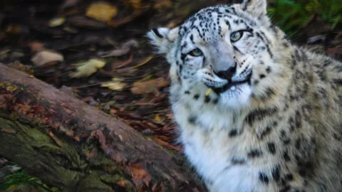 Close up of snow leopard head Stock Footage 167867328
