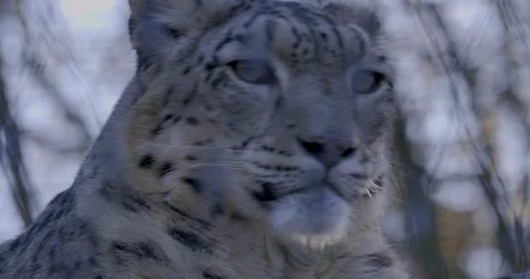 Close up from Snow Leopard head front in 10bit HDR / HLG Stock Footage