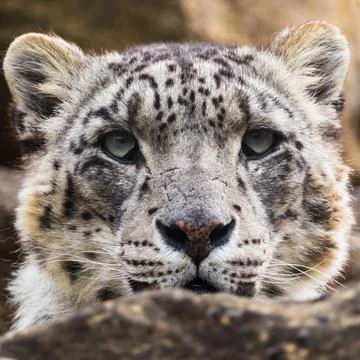 Close up of a Snow Leopard Stock Photos
