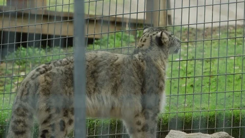 Close up of Snow Leopard rubbing against cage in slow motion p1 Stock Footage 111286207