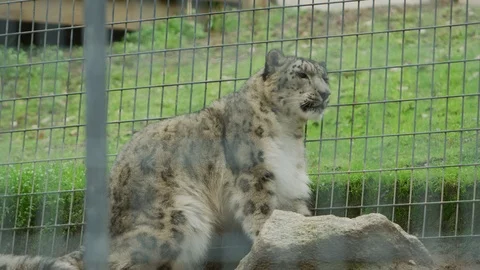Close up of Snow Leopard rubbing against cage in slow motion p2 Stock Footage 111286539