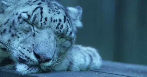 Close-up of a Snow Leopard Sleeping Stock Footage 265507037