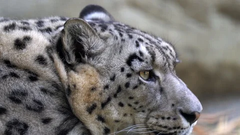 Close up snow leopard stares forward Stock Footage 110818787