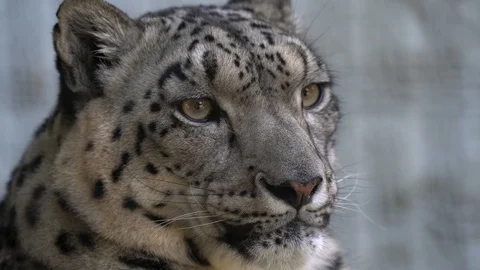 Close up snow leopard stares forward Stock Footage 111884799