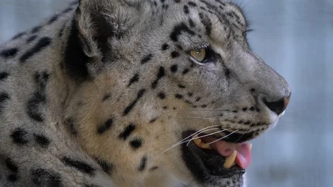 Close up snow leopard stares forward and pants Stock Footage 111884942