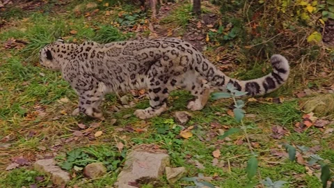 Close up of snow leopard walking  Stock Footage 259476175