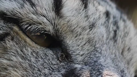 Close up of snow leopards eye  Stock Footage 224568493