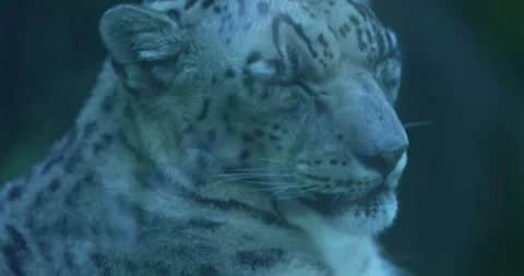 Close-up of a snow leopards face Stock Footage 266573387