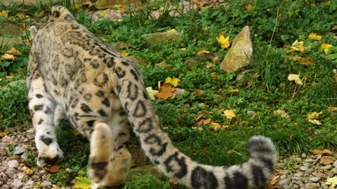 Close up of a snow leopards Video stock 224471306
