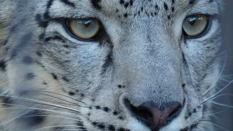 Close up of a snow leopards Stock Footage 239787383