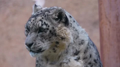 Close up of a snow leopards head  Stock Footage 263590116