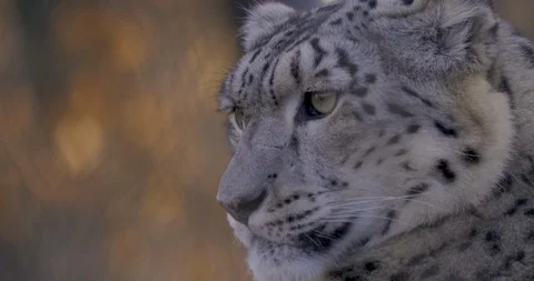Close up of snow leopard's head- zoom out  10bit HDR / HLG Video stock 100239455