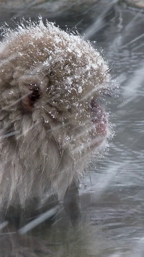 Close Up Snow Monkey Face Covered in Falling Snow Japan Vertical Video Stock-Footage 345885703