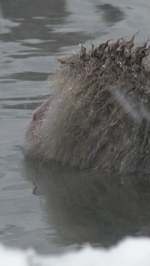 Close Up of Snow Monkey Head at Hot Spring Waterline Vertical Video Video stock 345887496