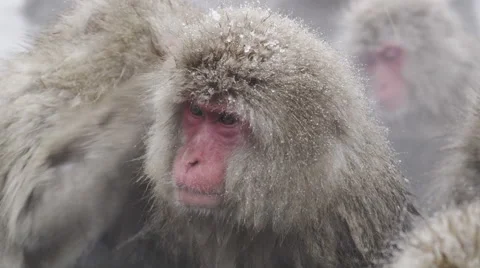 Close up of a Snow Monkey taking a bath Video stock 64524756