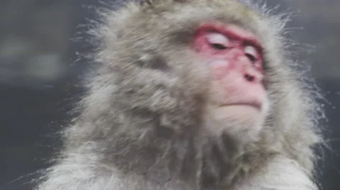 Close up of a Snow Monkey taking a bath Stock Footage 64526799