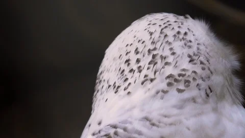 Close up of snow owl Stock Footage 121855554