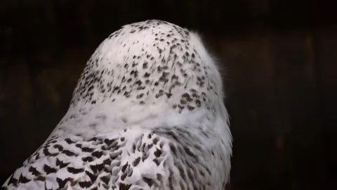 Close up of snow owl Stock Footage 121855663